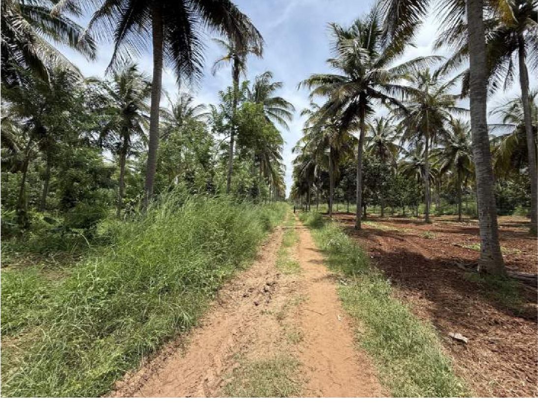 30 Acres of Land for Sale – Hunasuru, Mysore District